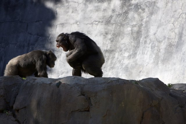 Chimpanzees Enjoying the View