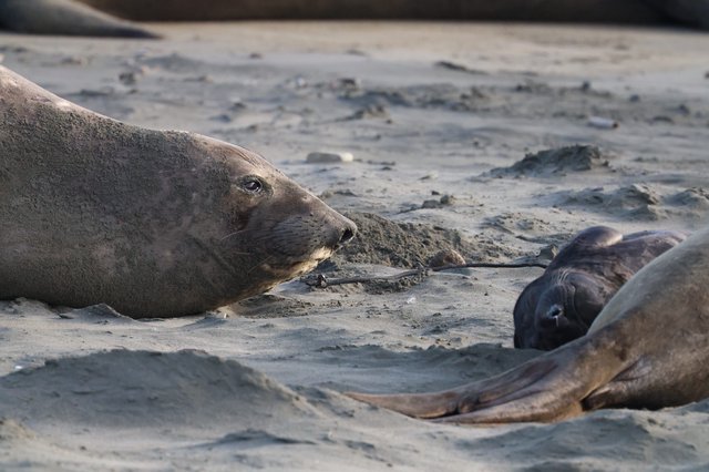 Elephant Seal Resting on Sandy Beach at Drakes Beach