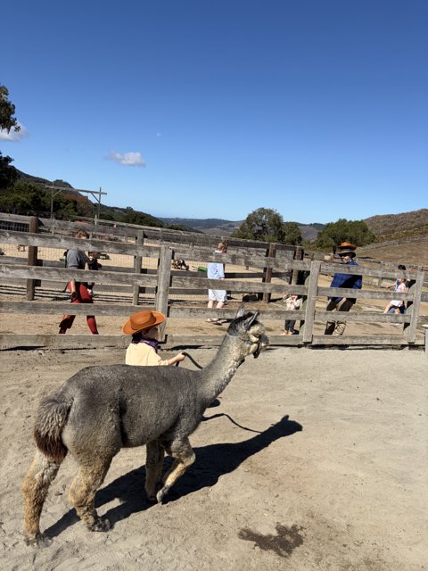 Llama Stroll in the Valley