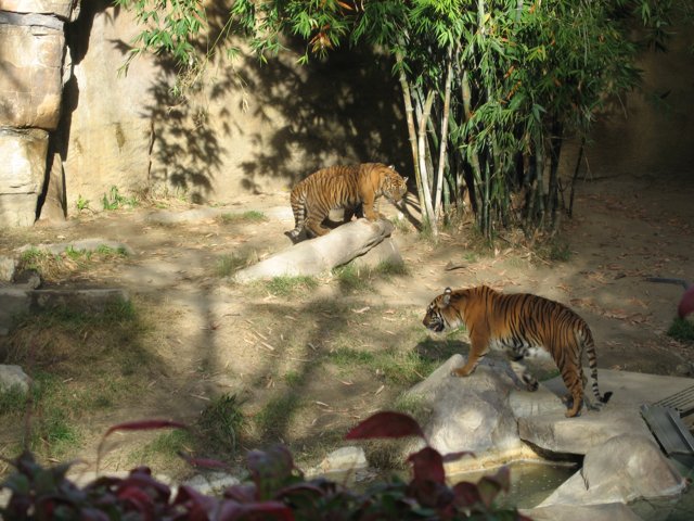 Two Tigers Roaming