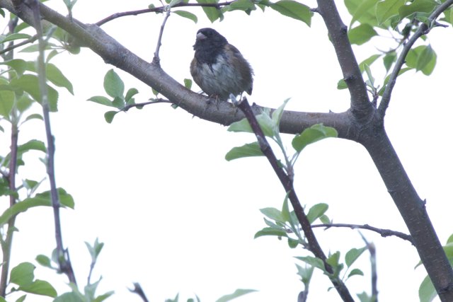 Perched Among Spring Leaves