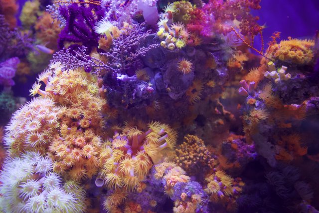 A Colorful Coral Reef Wonderland