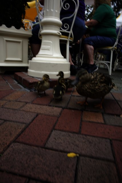Charming Ducks on a Brick Walkway