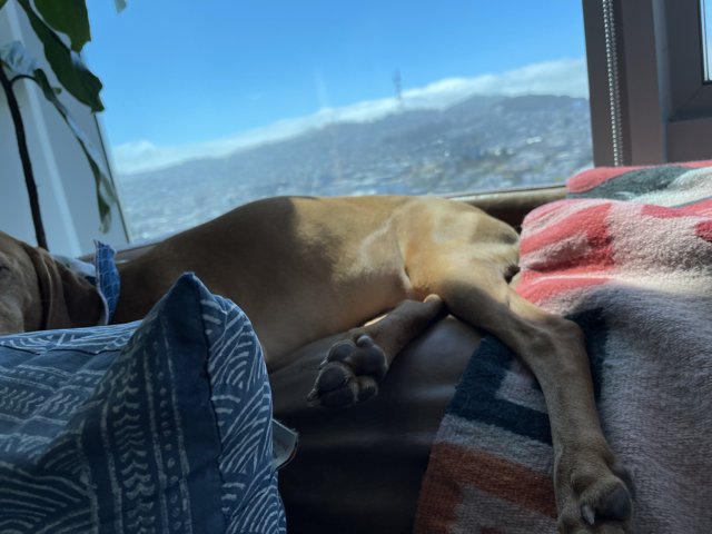 Cozy Pooch with a view