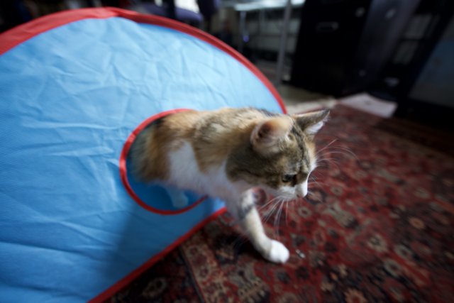 Cozy Christmas Cat in a Tent