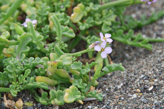 Delicate Sea Rocket Blooms on Sandy Coastal Shore