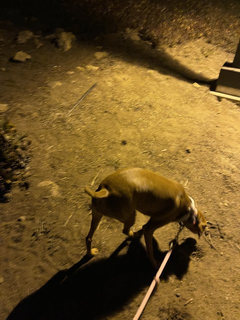 A Nighttime Stroll with Pig