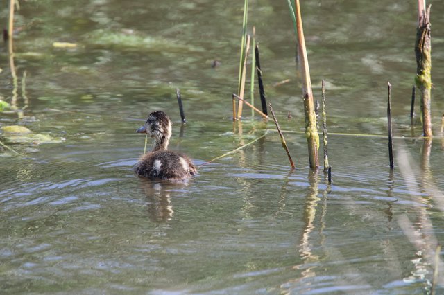 Young Ruddy Duck Swimming in Wetland Marsh