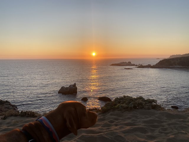 Canine Sunset Watcher