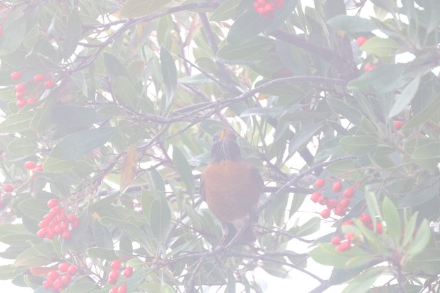 Robin Foraging Among Red Berries in Misty Garden