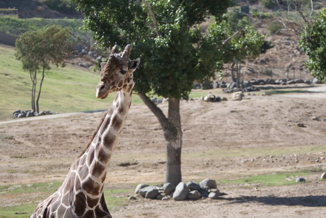 Majestic Giraffe Grazing Under the Shade of a Tree