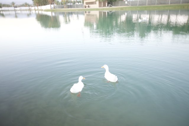 Lakeside Quack Attack