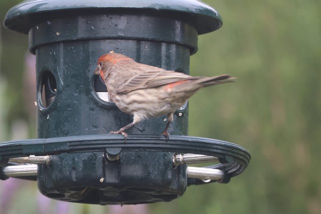 House Finch Perched on Green Bird Feeder