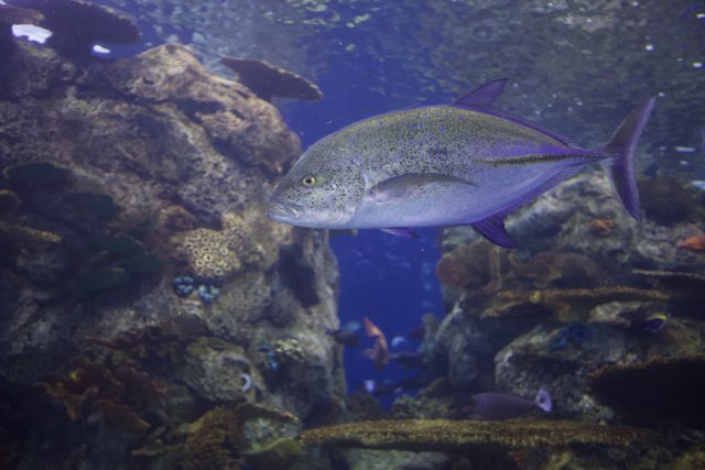 Surgeonfish in Coral Reef Aquarium