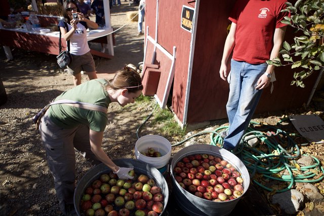 Apple Washing Day at Willowbrook Apple Farm