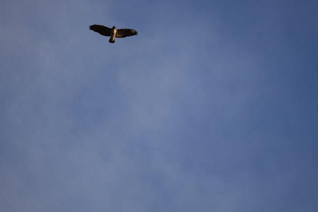 Soaring Vulture at Lake Merced