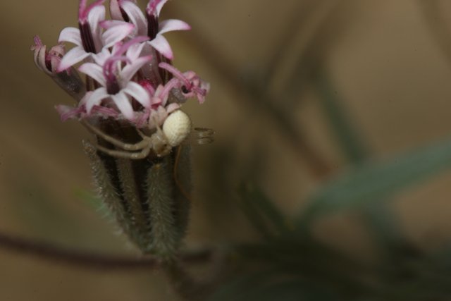 Spider Among the Desert Flowers