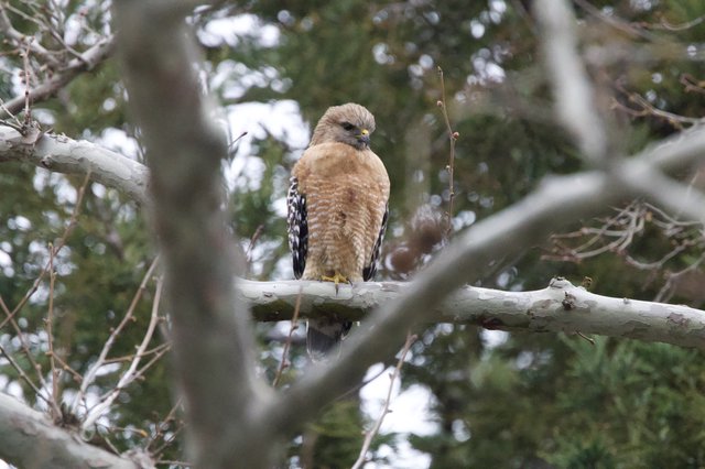Red-shouldered Hawk Perched on Winter Branch