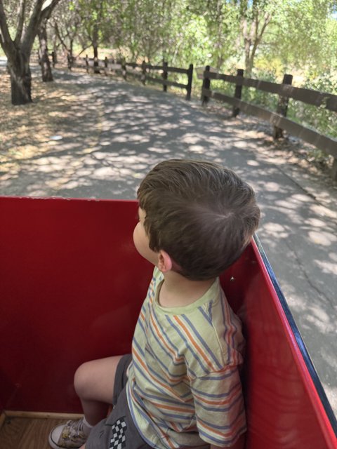 Journey Through the Grove