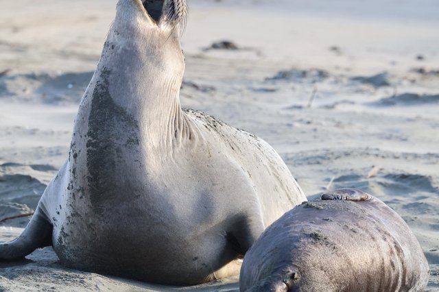 Elephant Seal and Pup Resting on Drakes Beach