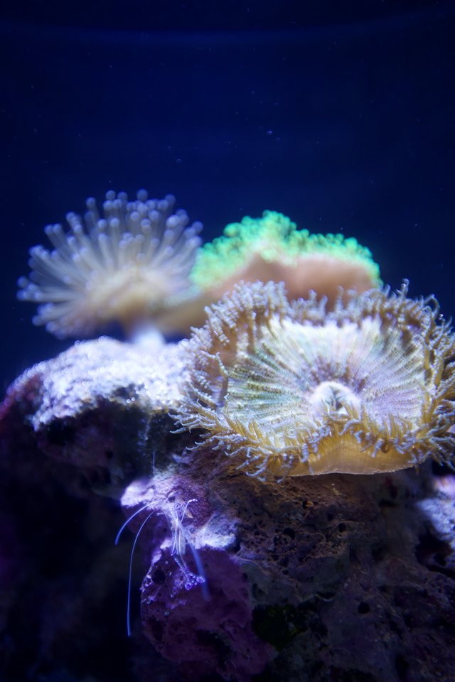 Vibrant Coral Polyps in Deep Blue Marine Environment