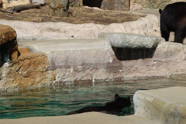 Black Bear Takes a Dip