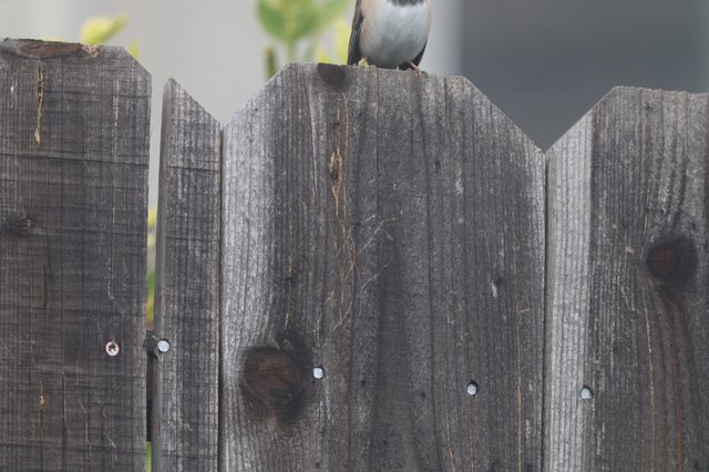 Small Bird Perched on Weathered Wooden Fence