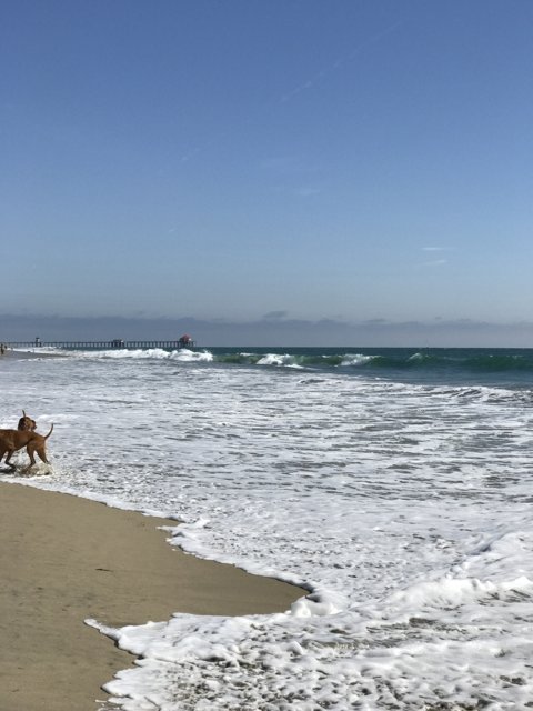 Beach Walk with My Best Friend
