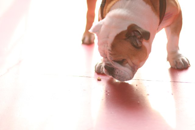 Inquisitive Bulldog Sniffs Out Clues