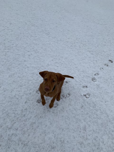 Winter Pup in the Snow