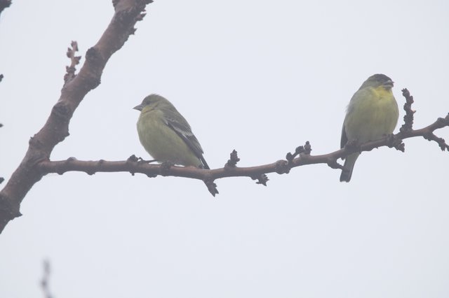 Two Finches Perched on Winter Branch