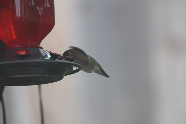 Anna's Hummingbird Feeding at Red Nectar Feeder