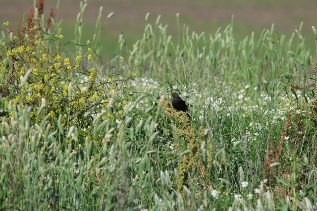 Blackbird Perched on Moss-Covered Rock in Spring Meadow