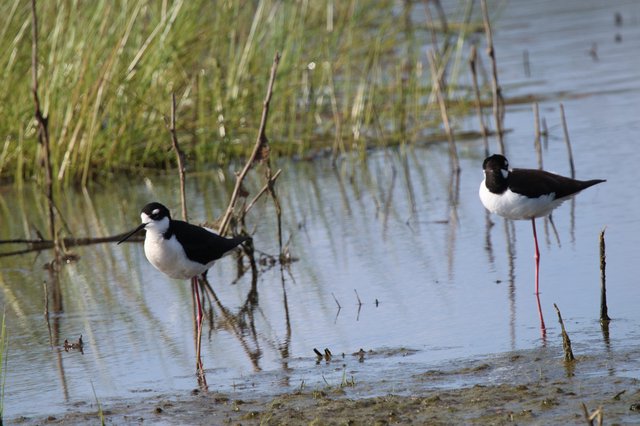 Black-necked Stilts Wading in Shallow Wetland Waters