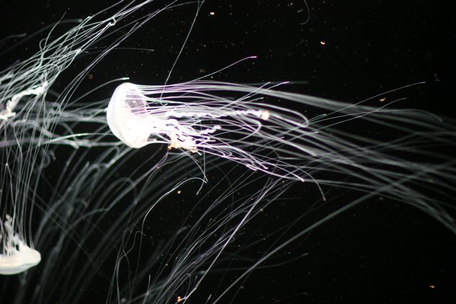 Enchanting Glow of Underwater Jellyfish