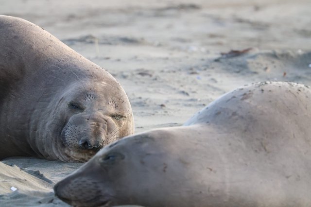 Elephant Seals Resting on Drakes Beach Sand