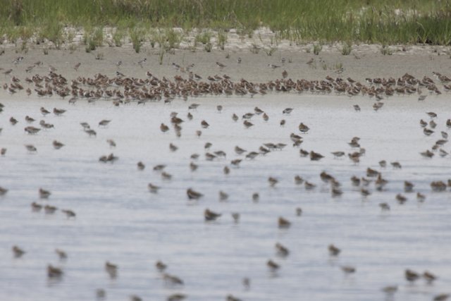 Gathering at the Bay