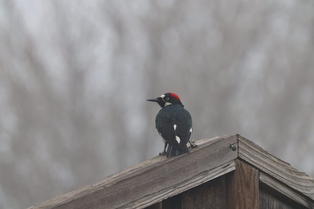 Acorn Woodpecker Perched on Weathered Fence Rail