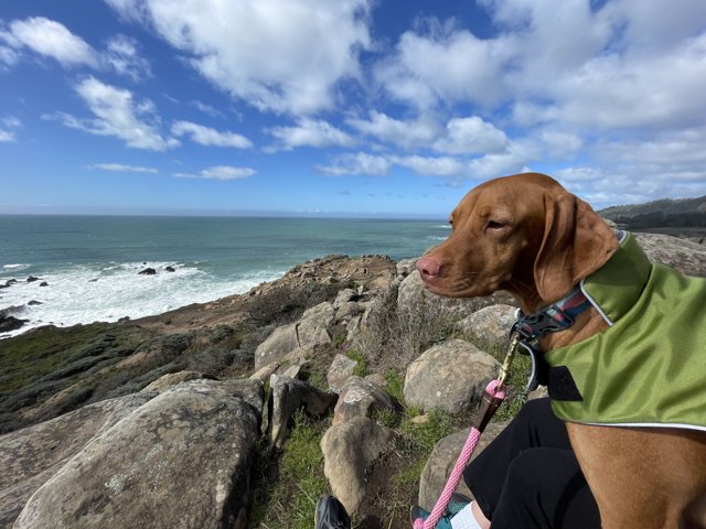 A Canine Portrait on the Coastal Rocks