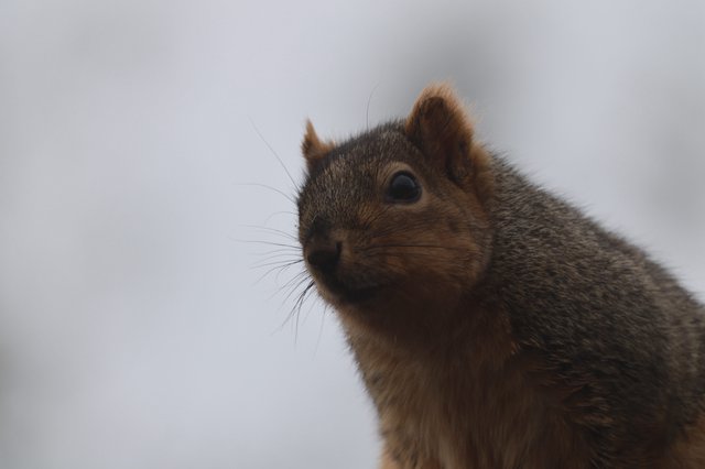 Close-Up Portrait of Alert Squirrel Against Overcast Sky