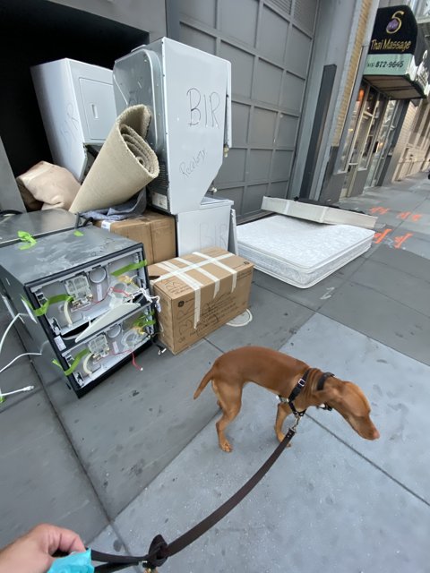 A Canine's Stroll by a Pile of Furniture