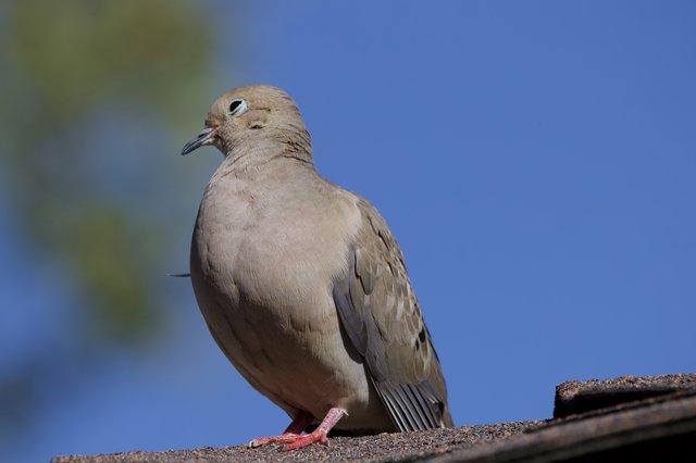 Eurasian Collared Dove Perched on Rooftop Edge