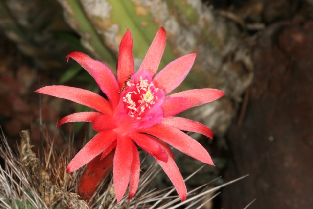 Vibrant Blossom on a Cactus Plant