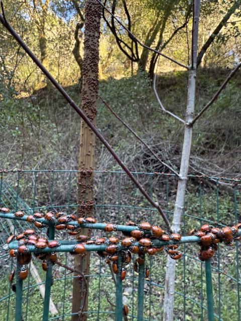 Ladybug Gathering in the Woods