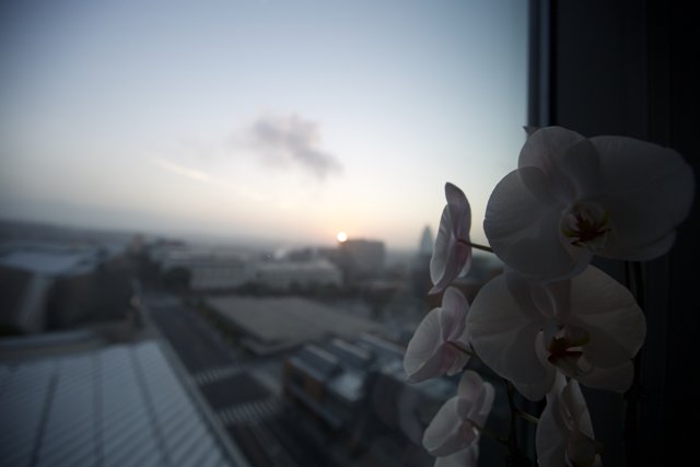 Sunlit Orchid at the Window