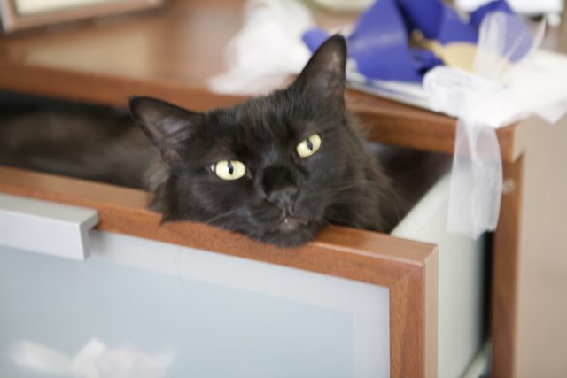 Cozy in the Cabinet