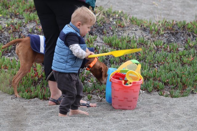 Curious Toddler and Dog Explore Beach Toys Together