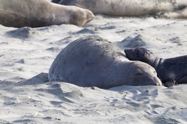 Elephant Seal Pup Resting on Sandy Beach