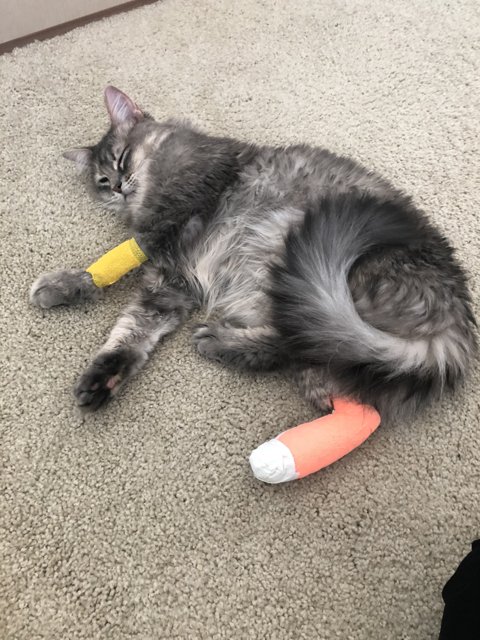 The Injured Feline