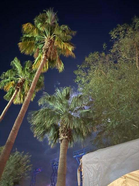 Night Palms Under the Stars